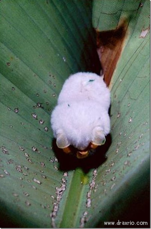 Drax: Morcego branco de Honduras. Bonitinho, mas é morcego…